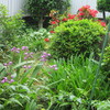 「”普天間デマ”と自衛隊」そして、母の面会と5月の庭に咲く花