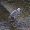 Ardea cinerea　アオサギ