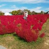 真っ赤なコキア&秋のバラ園～万博記念公園