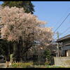 額田神社の巨大山桜・・