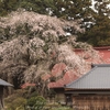 【大子町】相川の枝垂れ桜・（相川1175）・・