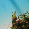 Epidendrum porpax 2種
