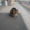 街でみかけた迷い猫(東刈谷駅付近)