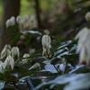 霊仙山「山の匂いが変わる時」