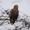 野鳥日記　2020年3月5日～15日　MF