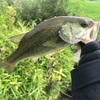 今週の釣果報告②🎣栃木県宇都宮市某池