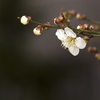 梅花の歌（6）･･･巻第5-816～817