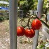 初めてのプチトマト栽培