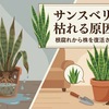 サンスベリアが枯れる原因は？根腐れから株を復活させる方法を解説！