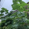 ●今年はシークワーサの実が一個もなりませんでした。木の枝切りすぎましたかね。