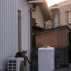 近隣住宅街のねこさん