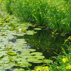 菖蒲の花～撮影会に・・・