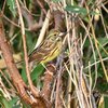 こども自然公園で冬鳥を探して