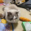 すっかり朝型のふくちゃん
