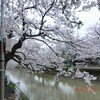 福島江の桜　２０１２年