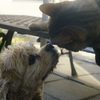 犬も猫もご挨拶しながら庭で過ごす♪
