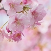 梅・桃・桜、その三つの春が共演する生け花の里にて（2026.3.29）#1 希望の鐘展望台と福幸の鐘展望台と