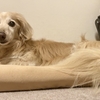 ココの病状 その2。