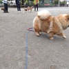 公園のワンちゃんズ(Part1)🐕