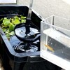 【メダカ】楊貴妃の産卵セット!!しかし産まない…なぜ？