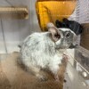 しろごまあん836日目