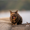 志摩諸島のねこさん