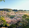 偕楽園（その２）～つくば市とその周辺の風景写真案内（２１）