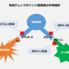 記事：ご参考、【UPDATE】「免疫チェックポイント阻害薬、抗PD-1/PD-L1/CTLA-4抗体 国内開発状況まとめANSWERS NEWS 11月22日