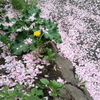 はっ(‘o‘)桜のじゅ〜たん♪