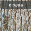 初セミ観測日2024年（神戸市の海側）