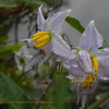 ワルナスビ  Solanum carolinense