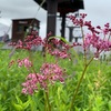 雨の日は花が鮮やかでとても綺麗なんだよって教えてもらった日。