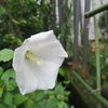 雨の似合うこの清楚な花