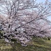川端丸太町、鴨川の桜