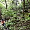 小暑に入る加持ヶ峰遊山　花栗