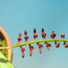 Bulbophyllum  sp.　 