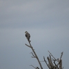 カタグロトビ Black-winged Kite