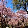 春の花に彩られた桜の苑・京都「原谷苑」