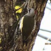 大山で出会った🐦️たち