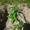 キクイモの葉っぱ🌿