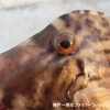 カワハギ調査で予想外のサイズ ＠開幕どころかシーズンサイズ‼