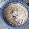 散歩と「秋の虫たち」　