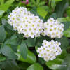 コデマリ Spiraea cantoniensis