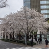 2021年　3月25日　桜🌸　赤坂サカス