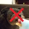 犬が絶対に食べてはダメな食べ物とは？