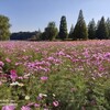 あけぼの山のコスモス
