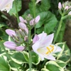 ＊梅雨が似合うホスタ♡＆７月に咲く花