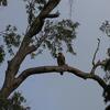 フエフキトビ(Whistling Kite)