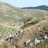 秋吉台（山口県）