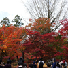 紅葉の永観堂（ 禅林寺）　二条城